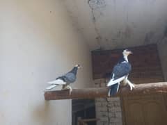 piegon