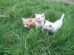 Persian