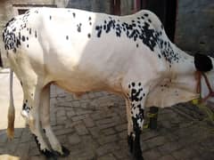 fateh