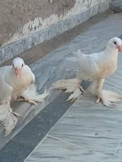 Pigeon  pom and Norwich chicks