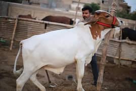 bachra 2 dant