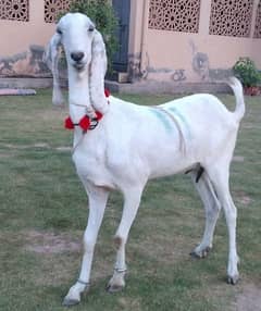 Rajanpuri  Bakri for Qurbani for sale 03140796776