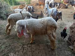 kajli