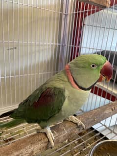 Parrot