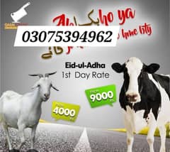 Qurbani k liye fori rabta krn