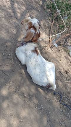 bakra for sale
