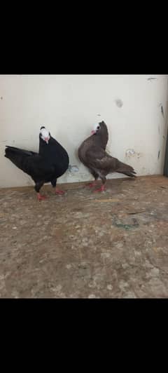 German Mukhi Chicks