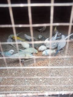 Australian parrot