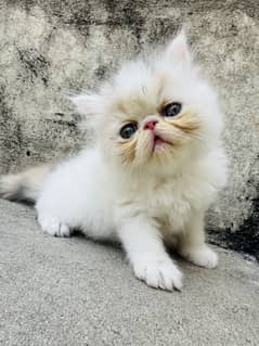 Peke face CFA bloodline Calico kittens are for sale