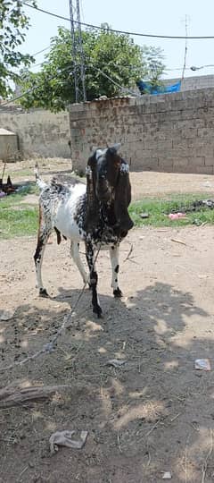 female goat for qurbani