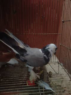 khaboter