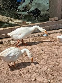 one pair duck and one male full size  paper white