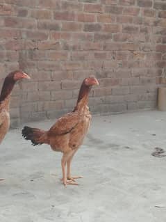 kurak