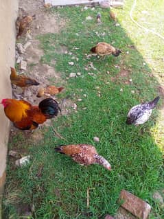 Aseel hens for sale