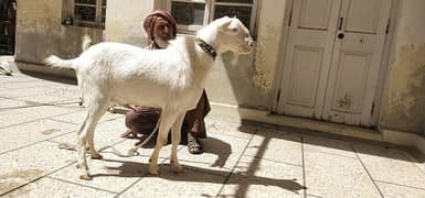 Teddi bakra for Qurbani