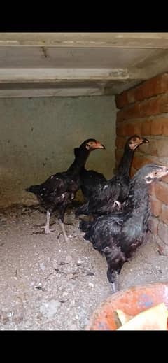 Aseel thai cross  pure chiks 4 chiks available