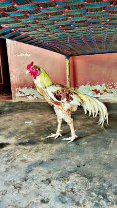 aseel sindhi