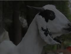 Qubani ka bakra zabah karwa lain