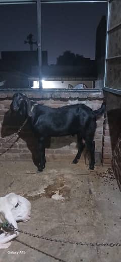 bakra