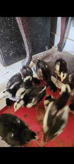 shamo chicks shamoo shamu