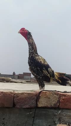 Thai Aseel Murga and Pakistani chick
