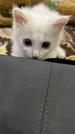 Persian kitten 4months