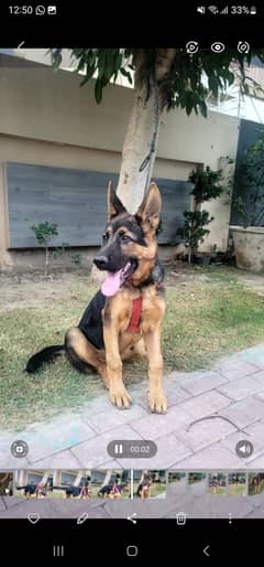 Vaccinated Show Quality GSD Pup