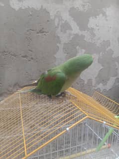 raw kismiri chick age 6 month above hand tamed