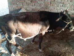 bilkul munasib kimat per