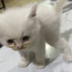 2pairs age 1 months white colour fluffy pretty play full
