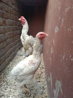 shamo pair and Hera female