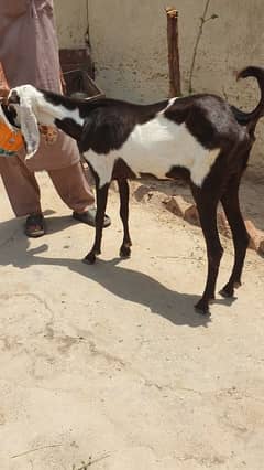 Bakri for sale qurbani py lagti ha   qurbani k leya
