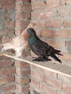 Yellow frill  black frill pigeon  Chick