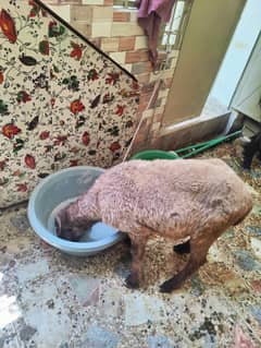 goat for sell
