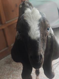 Bakra for urgent sale - 24kg weight