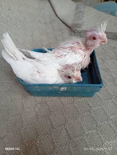 Eno Cocktail and Pied Chicks Available for Hand Tame