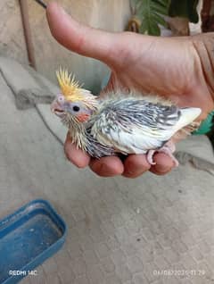 Common Pearl Pied Cockatial Chick Available for Hand Tame