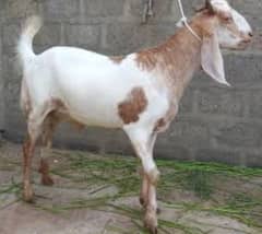 Qasab services eid first day first time