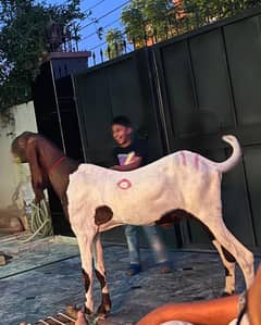 bakra