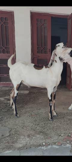 MASHALLAH Desi  Bakra Donda  for Qurbani