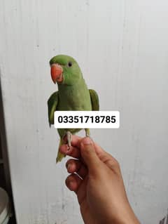 parrot