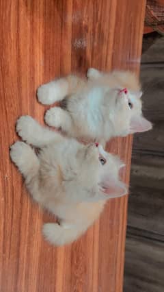 Two well trained kittens for sale