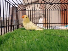Green Fisheri Lovebird - Creamino Red Eye - Parblue Decino Opline Pai
