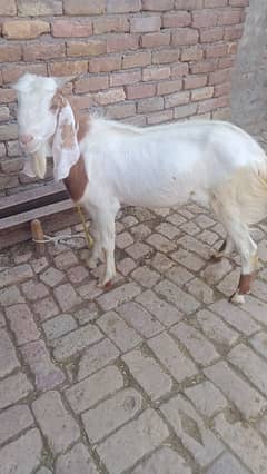 Qurbani k liay bakra