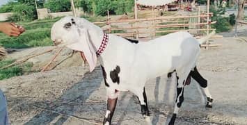 bakra Qurbani ke liye for sale call 03460421993