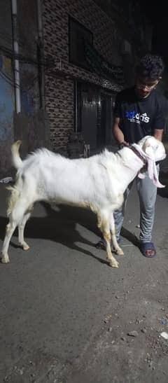 rajanpuri bakra 2 dant for qurbani