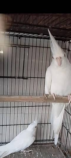 Albino