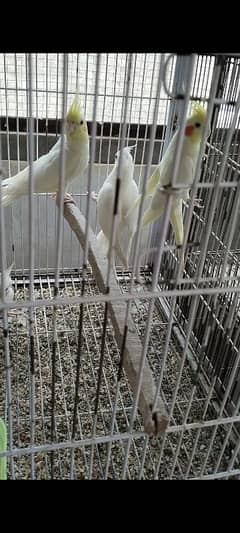 Cockatiel