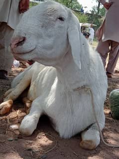 big turkey breed dumba(sheep) for sale