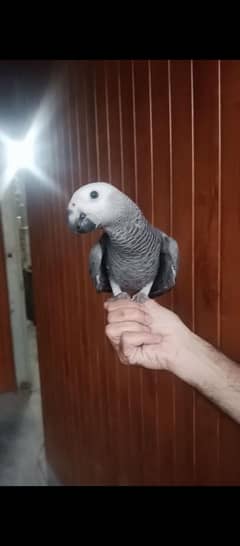 African grey peice available